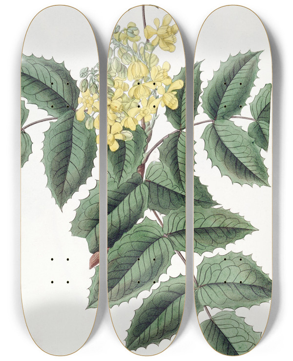Triptych art skateboard deck of Sydenham Edwards Hollyleaved Berberry by Sydenham Edwards (1768-1819)