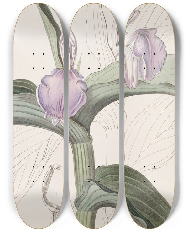 Triptych art skateboard deck of Sydenham Edwards Purple Roscoea by Sydenham Edwards (1768-1819)