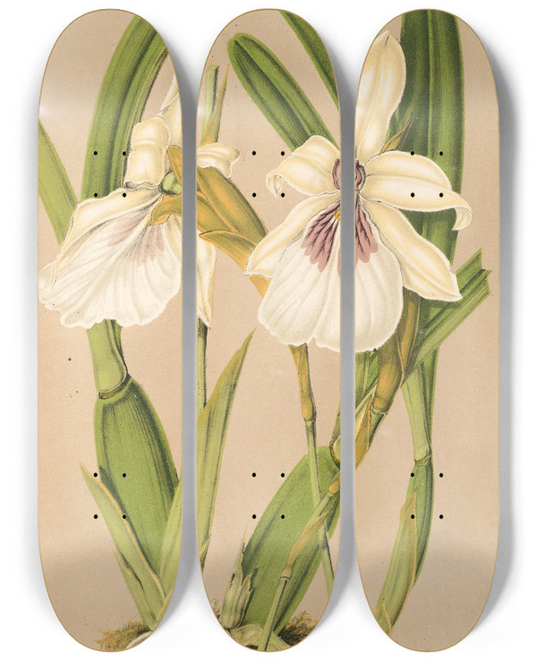 Triptych art skateboard deck of Charles Antoine Lemaire Miltonia Spectabilis Var Virginalis by Charles Antoine Lemaire (1800-1871)