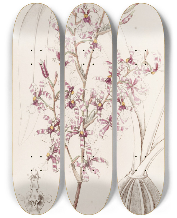 Triptych art skateboard deck of Sydenham Edwards Curved Oncidium by Sydenham Edwards (1768-1819)