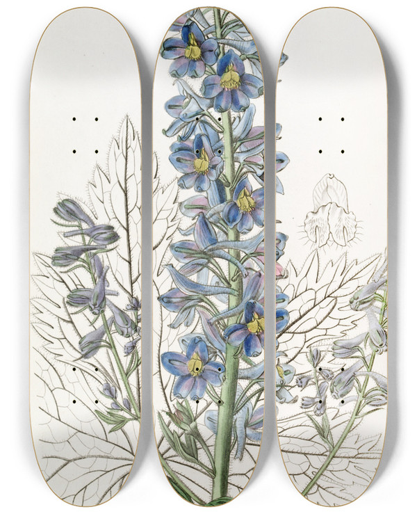 Triptych art skateboard deck of Sydenham Edwards Mountain Larkspur by Sydenham Edwards (1768-1819)