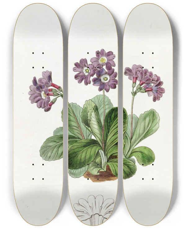 Triptych art skateboard deck of Sydenham Edwards Purple Auricula by Sydenham Edwards (1768-1819)