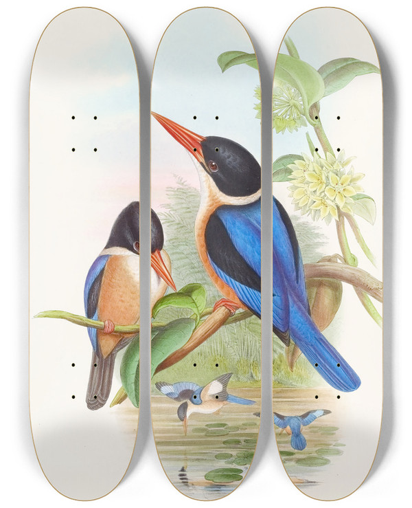 Triptych art skateboard deck of John Gould Manilla Kingfisher_2 by John Gould (1804-1881)
