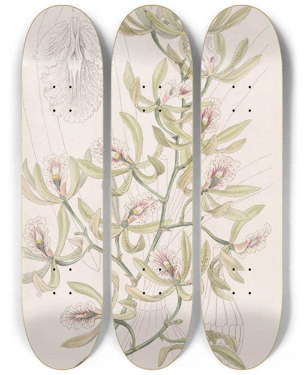 Triptych art skateboard deck of Sydenham Edwards Winged Epidendrum by Sydenham Edwards (1768-1819)