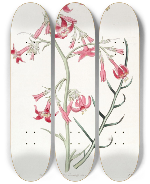 Triptych art skateboard deck of Sydenham Edwards Elegant Ipomopsis by Sydenham Edwards (1768-1819)