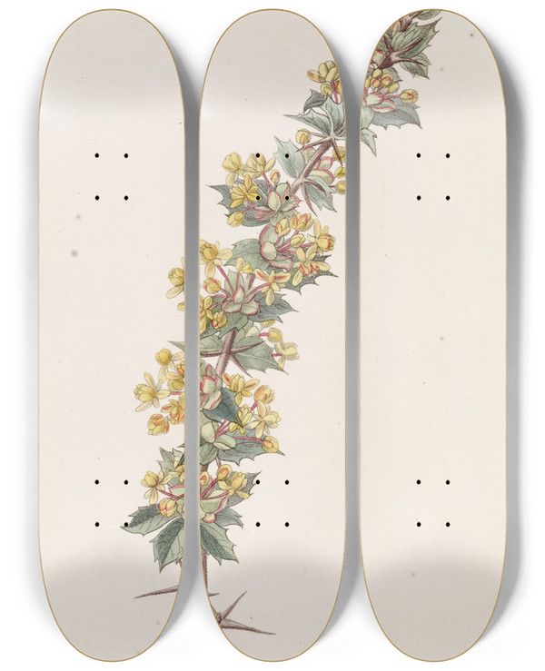 Triptych art skateboard deck of Sydenham Edwards Rayspined Berberry by Sydenham Edwards (1768-1819)
