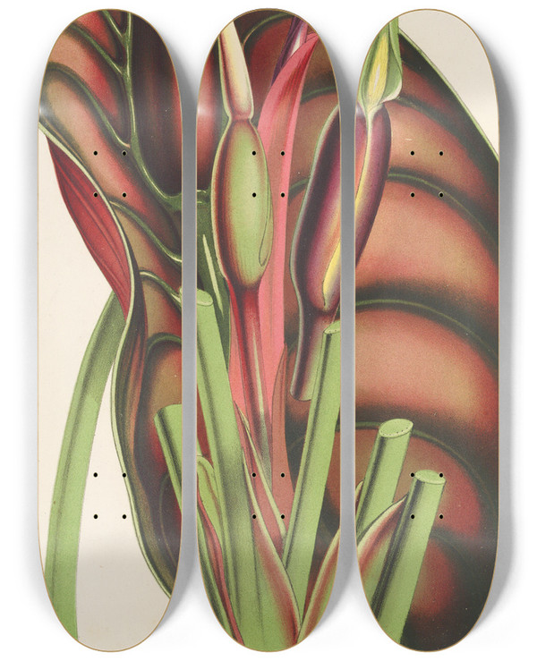 Triptych art skateboard deck of Charles Antoine Lemaire Alocasia Metallica by Charles Antoine Lemaire (1800-1871)