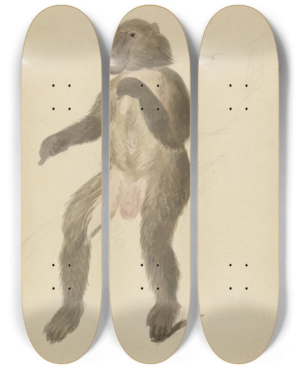 Triptych art skateboard deck of James Sowerby A Mandrill by James Sowerby (1757-1822)
