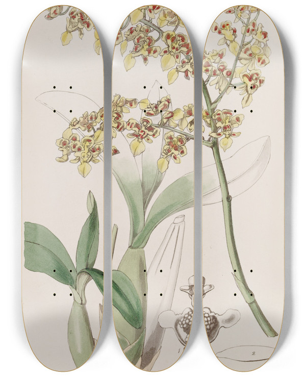 Triptych art skateboard deck of Sydenham Edwards Trowellipped Oncidium by Sydenham Edwards (1768-1819)