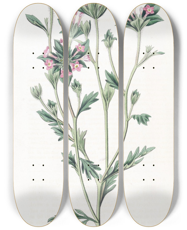 Triptych art skateboard deck of Sydenham Edwards Variousleaved Collomia by Sydenham Edwards (1768-1819)