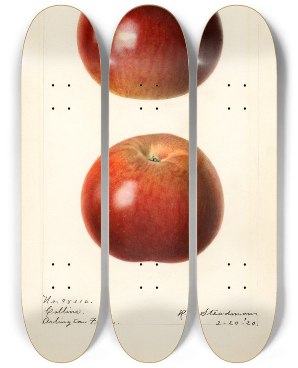 Triptych art skateboard deck of Royal Charles Steadman Malus Domestica Collins by Royal Charles Steadman (1875-1964)