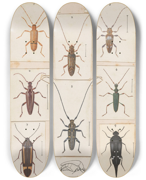 Triptych art skateboard deck of George Hudson Original Hand Painted Plate For New Zealand Beetles Plate Xii by George Hudson (1867-1946)