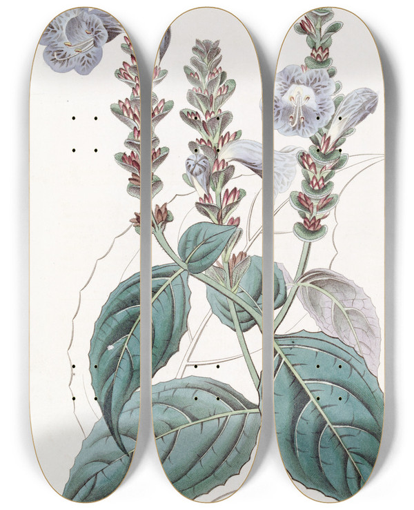 Triptych art skateboard deck of Sydenham Edwards Mr Sabines Ruellia by Sydenham Edwards (1768-1819)
