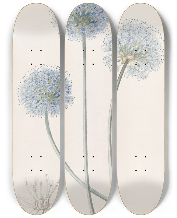 Triptych art skateboard deck of Sydenham Edwards Blue Leek by Sydenham Edwards (1768-1819)