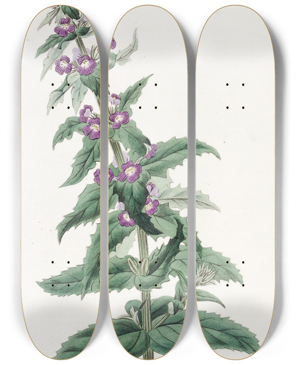 Triptych art skateboard deck of Sydenham Edwards Chilian Stemodia by Sydenham Edwards (1768-1819)