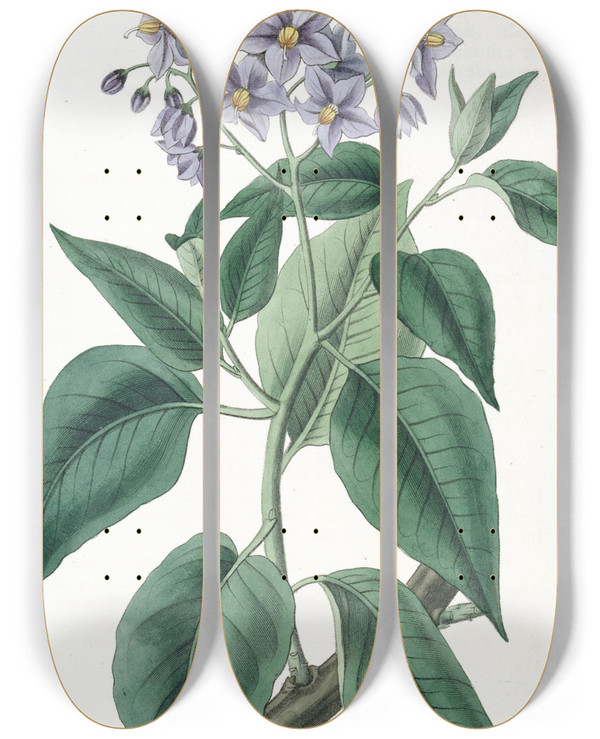 Triptych art skateboard deck of Sydenham Edwards Crimpedleaved Solanum by Sydenham Edwards (1768-1819)
