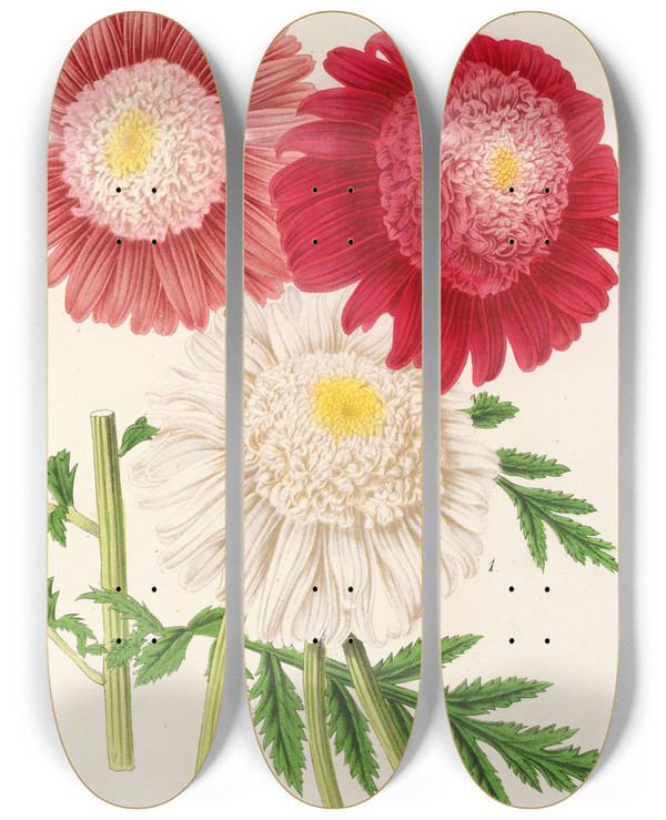 Triptych art skateboard deck of Charles Antoine Lemaire Pyrethrum by Charles Antoine Lemaire (1800-1871)