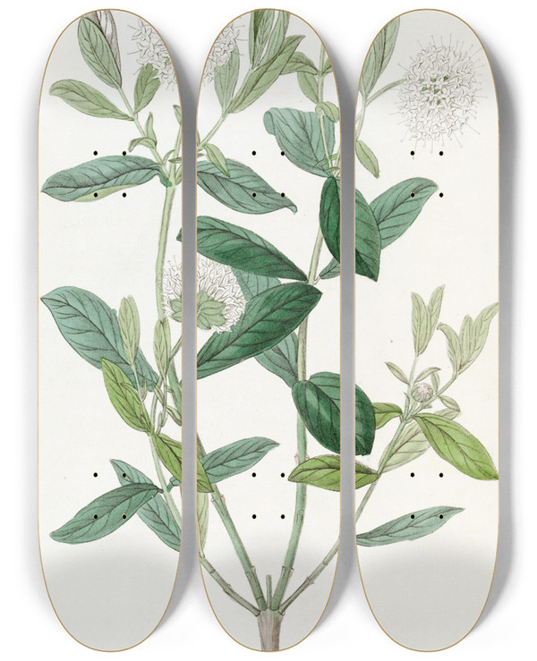 Triptych art skateboard deck of Sydenham Edwards Privetleaved Pimelea by Sydenham Edwards (1768-1819)