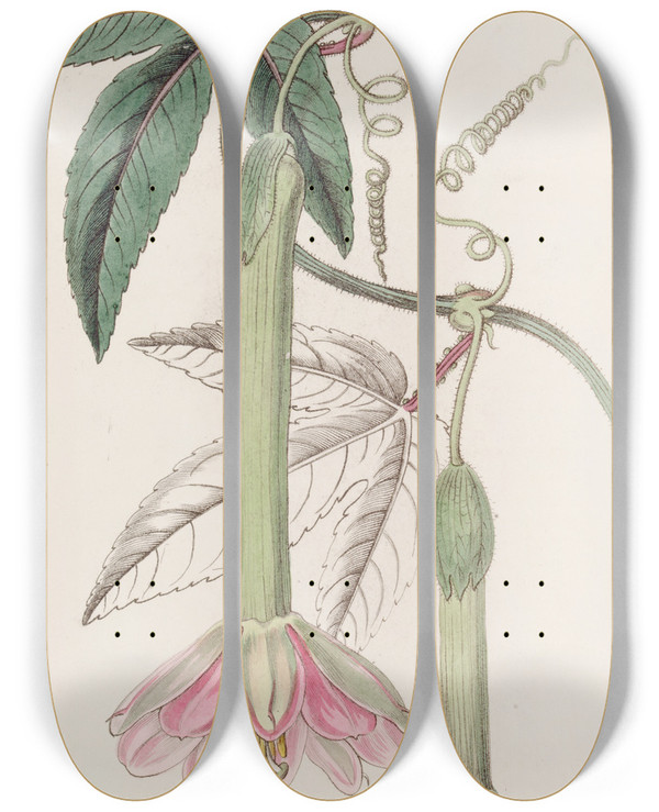 Triptych art skateboard deck of Sydenham Edwards Softleaved Tacsonia by Sydenham Edwards (1768-1819)