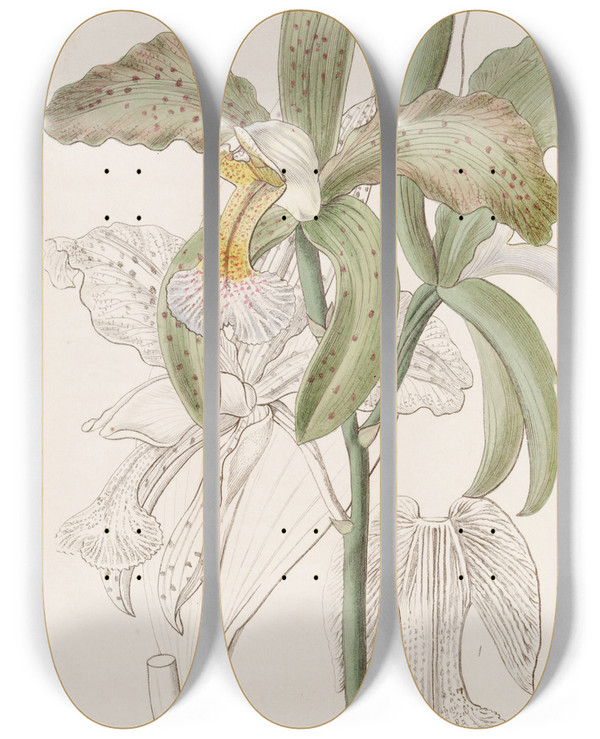 Triptych art skateboard deck of Sydenham Edwards The Duke Of Bedfords Roughlipped Cattleya by Sydenham Edwards (1768-1819)