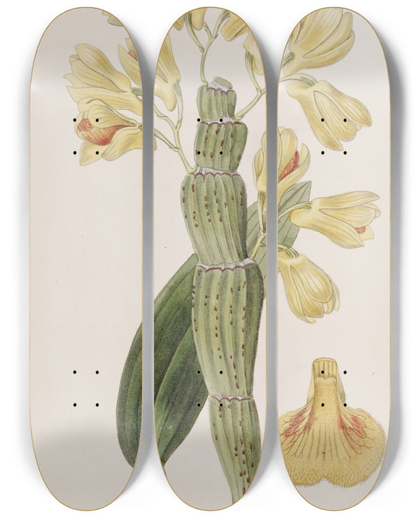 Triptych art skateboard deck of Sydenham Edwards Furrowed Dendrobium by Sydenham Edwards (1768-1819)