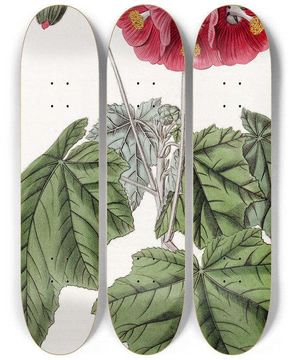 Triptych art skateboard deck of Sydenham Edwards Umbelflowered Mallow by Sydenham Edwards (1768-1819)