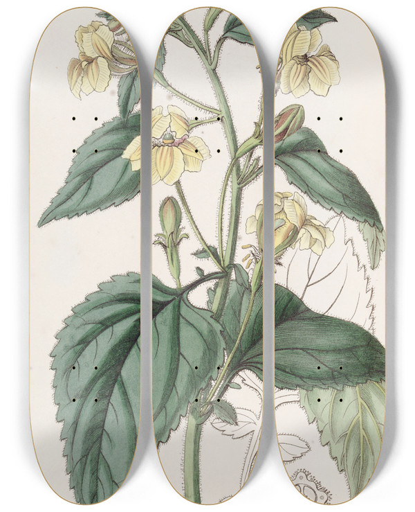 Triptych art skateboard deck of Sydenham Edwards Ovateleaved Goodenia by Sydenham Edwards (1768-1819)