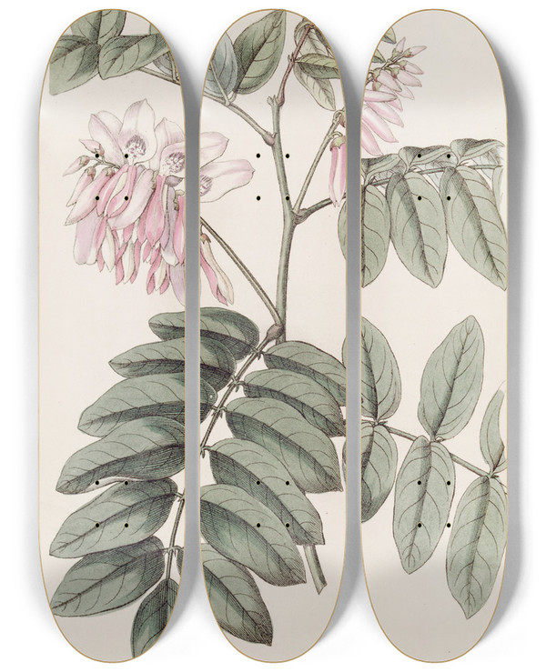 Triptych art skateboard deck of Sydenham Edwards The Comely Indigo by Sydenham Edwards (1768-1819)