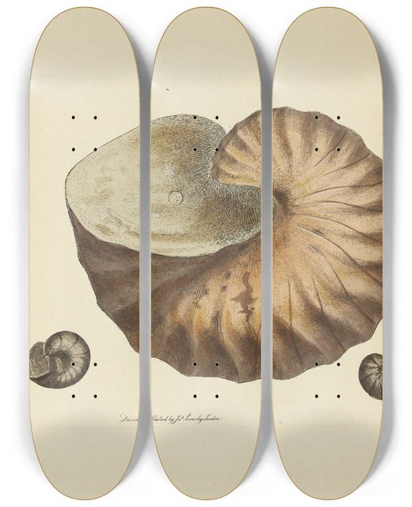 Triptych art skateboard deck of James Sowerby The Mineral Conchology Of Great Britain Pl041 by James Sowerby (1757-1822)