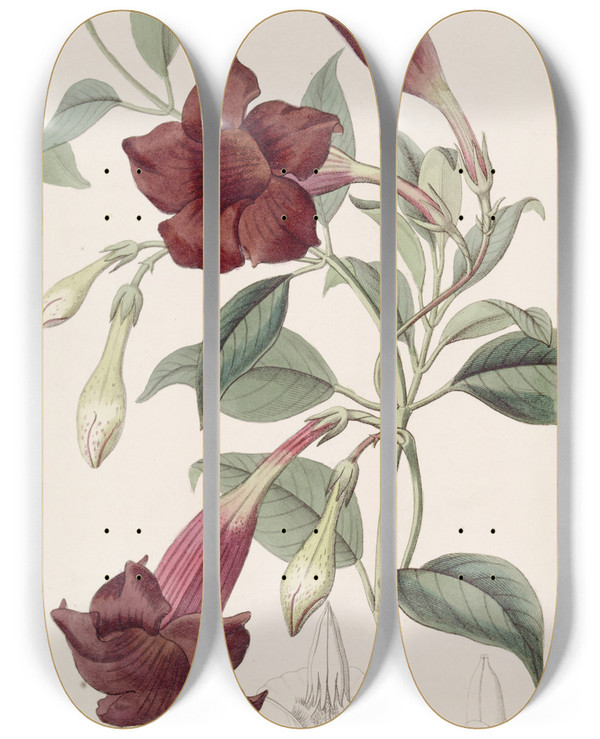 Triptych art skateboard deck of Sydenham Edwards Darkpurple Echites by Sydenham Edwards (1768-1819)