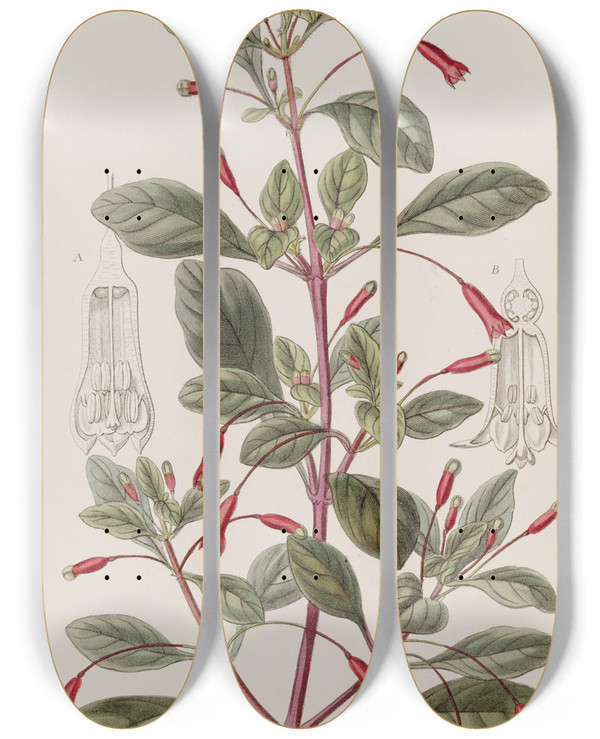 Triptych art skateboard deck of Sydenham Edwards Cyclindricalflowered Fuchsia by Sydenham Edwards (1768-1819)
