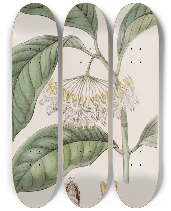 Triptych art skateboard deck of Sydenham Edwards Thickleaved Hoya by Sydenham Edwards (1768-1819)
