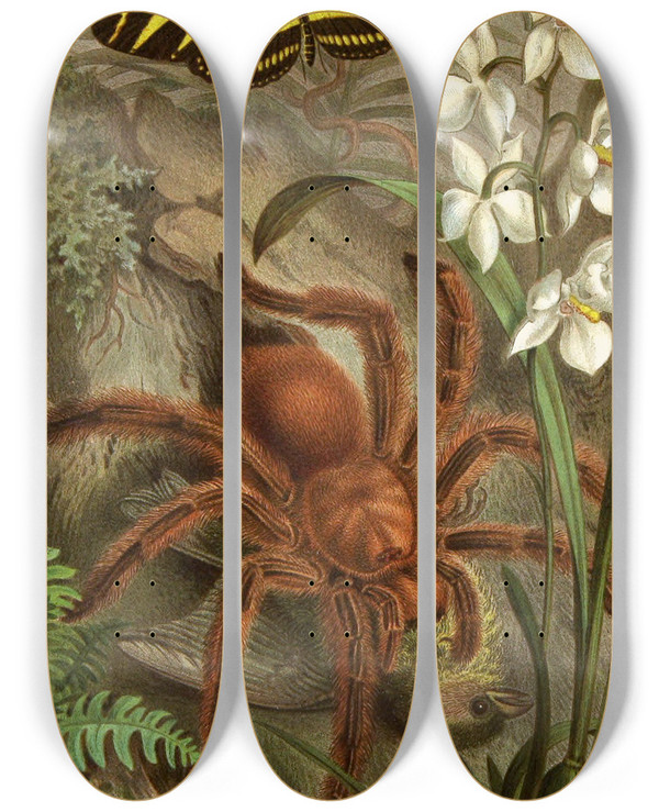 Triptych art skateboard deck of Alfred Edmund Brehm Die Insekten Tausendfussler Und Spinnen Pl 21 by Alfred Edmund Brehm (1829-1884)