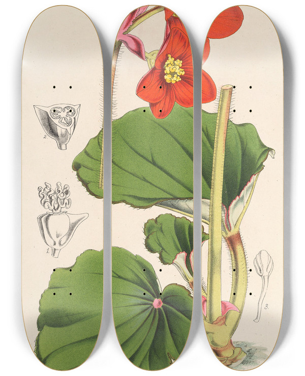 Triptych art skateboard deck of Charles Antoine Lemaire Begonia Veitchii by Charles Antoine Lemaire (1800-1871)