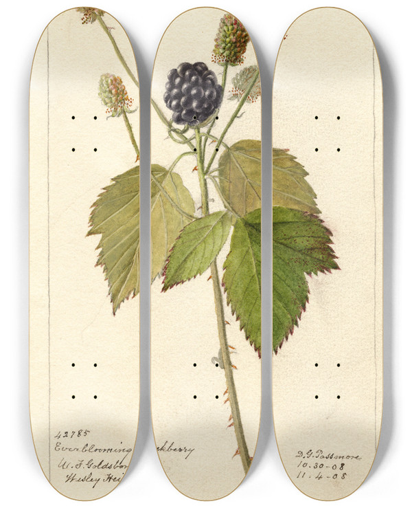 Triptych art skateboard deck of Deborah Griscom Passmore Rubus Everblooming by Deborah Griscom Passmore (1840-1911)