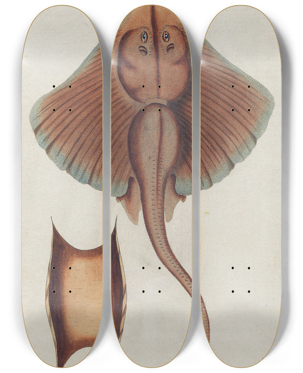 Triptych art skateboard deck of Peder Ascanius Icones Rerum Naturalium Ou Figures Enlumines Dhistoire Naturelle Du Nord Pl43 by Peder Ascanius (1723-1803)