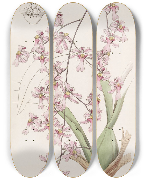 Triptych art skateboard deck of Sydenham Edwards Birdbilled Oncidium by Sydenham Edwards (1768-1819)