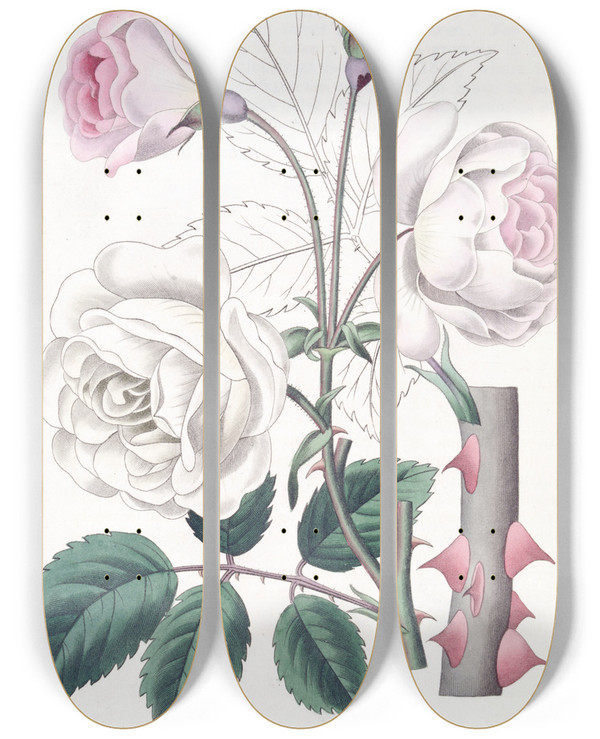 Triptych art skateboard deck of Sydenham Edwards The Ruga Rose by Sydenham Edwards (1768-1819)