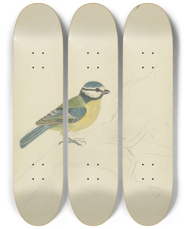 Triptych art skateboard deck of James Sowerby A Blue Tit by James Sowerby (1757-1822)