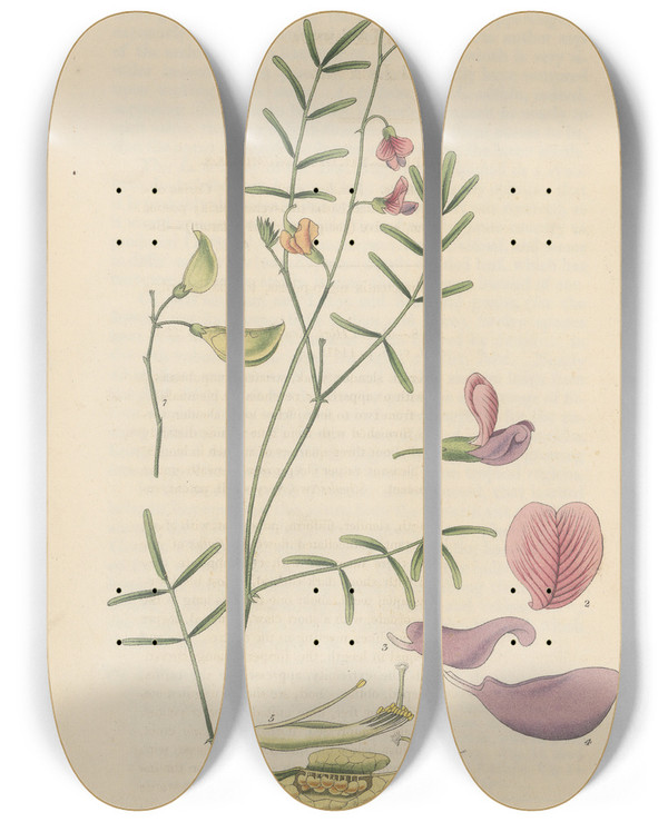 Triptych art skateboard deck of William Jackson Hooker Lessertia Annua by William Jackson Hooker (1785-1865)