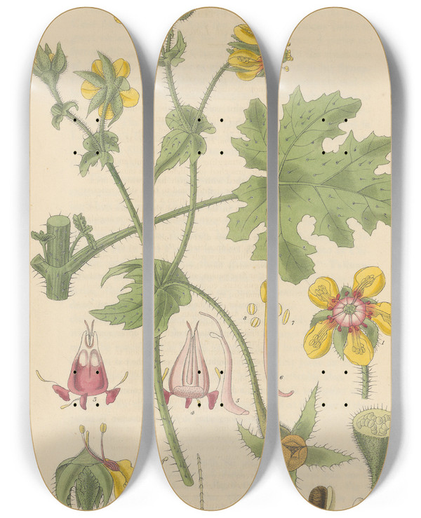 Triptych art skateboard deck of William Jackson Hooker Loasa Nitida by William Jackson Hooker (1785-1865)