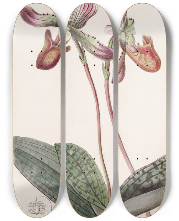 Triptych art skateboard deck of Sydenham Edwards Bearded Ladys Slipper by Sydenham Edwards (1768-1819)
