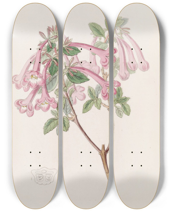 Triptych art skateboard deck of Sydenham Edwards Florid Abelia by Sydenham Edwards (1768-1819)