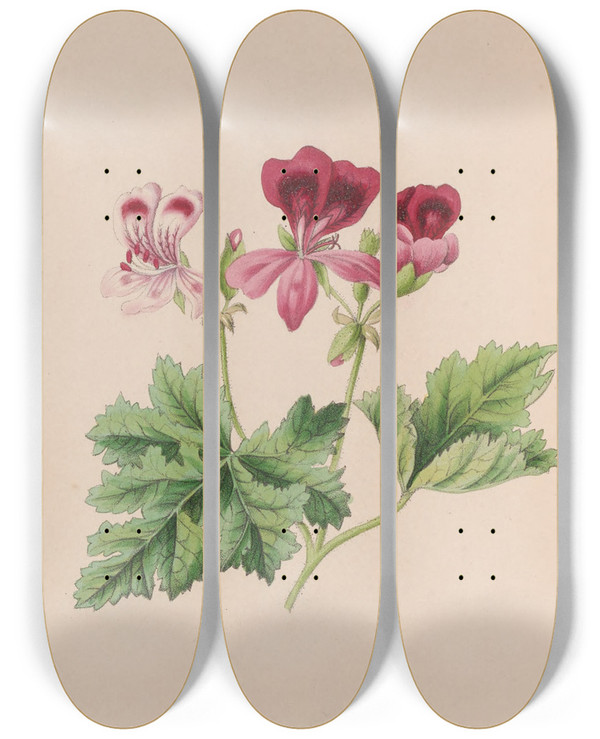 Triptych art skateboard deck of John Stevens Henslow Harebell by John Stevens Henslow (1796-1861)