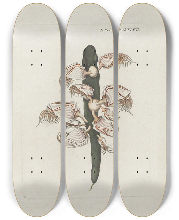 Triptych art skateboard deck of Peder Ascanius Icones Rerum Naturalium Ou Figures Enlumines Dhistoire Naturelle Du Nord Pl47 by Peder Ascanius (1723-1803)
