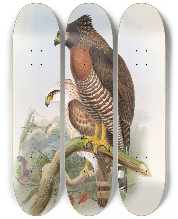Triptych art skateboard deck of John Gould Rufousbreasted Spilornis by John Gould (1804-1881)