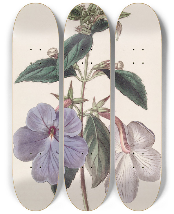 Triptych art skateboard deck of Sydenham Edwards Longflowered Achimenes by Sydenham Edwards (1768-1819)