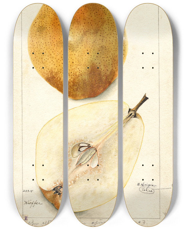 Triptych art skateboard deck of Bertha Heiges Pyrus Communis Kieffer by Bertha Heiges (1866-1956)