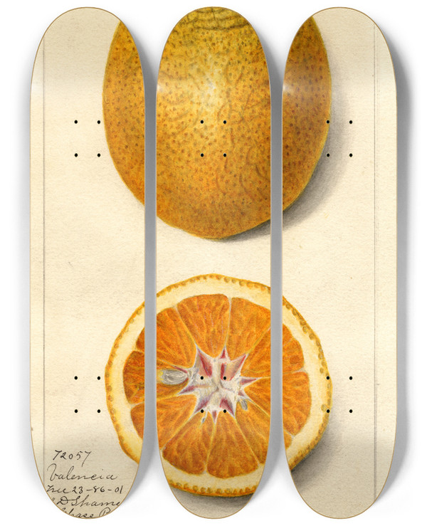 Triptych art skateboard deck of Amanda Almira Newton Citrus Sinensis Valencia_1 by Amanda Almira Newton (1860-1943)