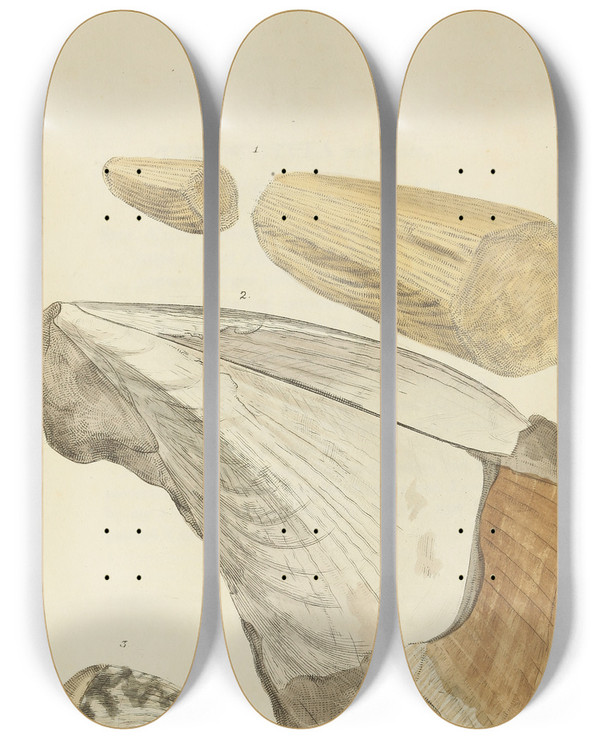 Triptych art skateboard deck of James Sowerby The Mineral Conchology Of Great Britain Pl204 by James Sowerby (1757-1822)